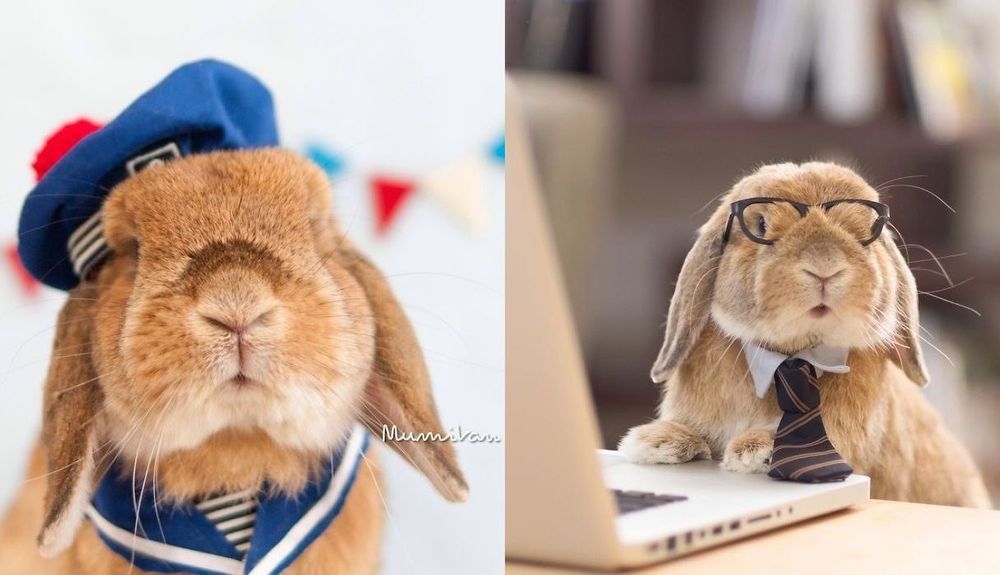 Découvrez PuiPui, le lapin le plus stylé du monde ! | So Busy Girls