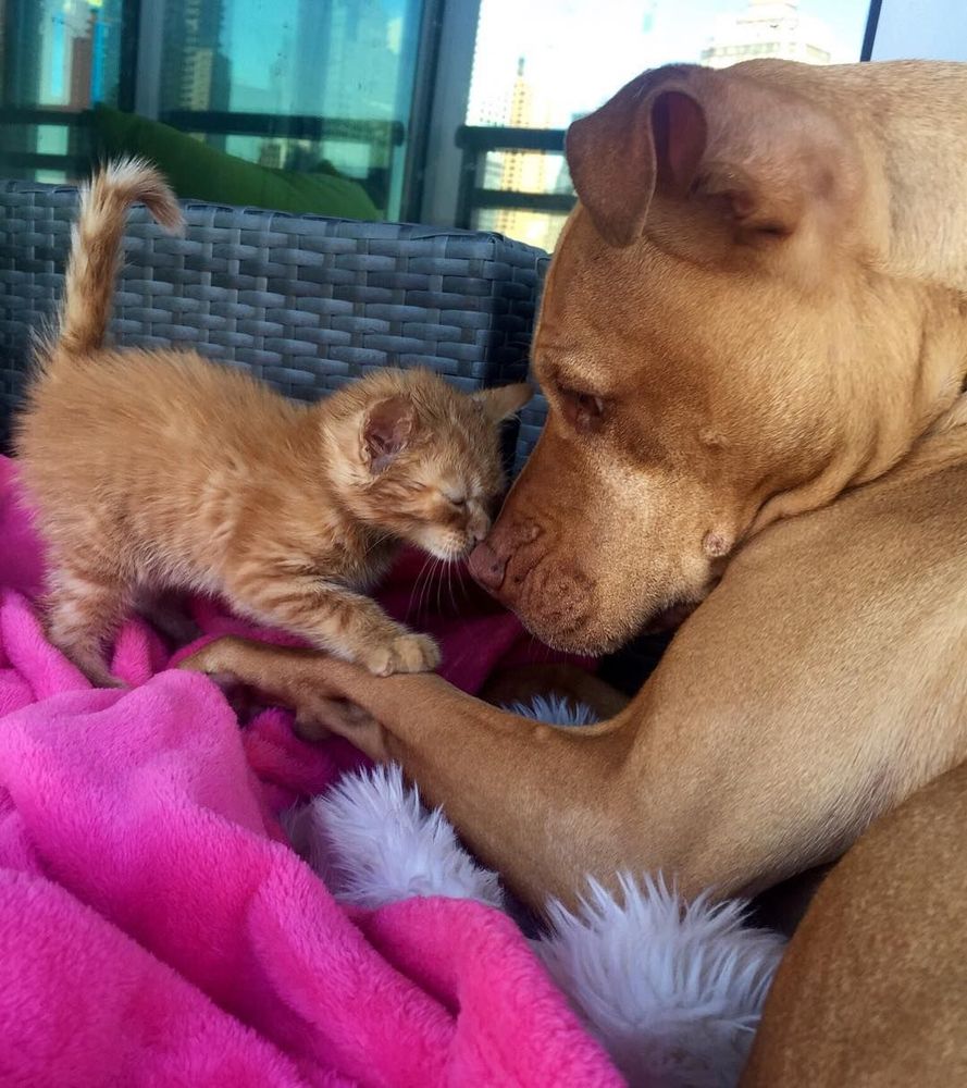 Cette chienne se prend pour la maman du chaton, et ces 2 là sont devenus inséparables ! | So Busy Girls