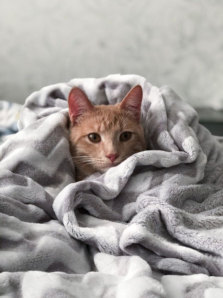 Voilà pourquoi votre chat se blottit contre vous la nuit | So Busy Girls
