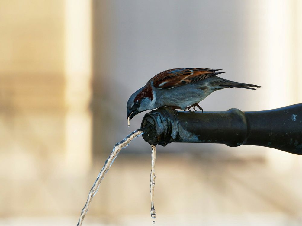 Canicule au jardin : comment installer un point d’eau sûr pour les oiseaux | So Busy Girls