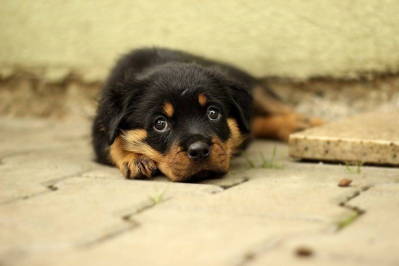 le-rottweiler
