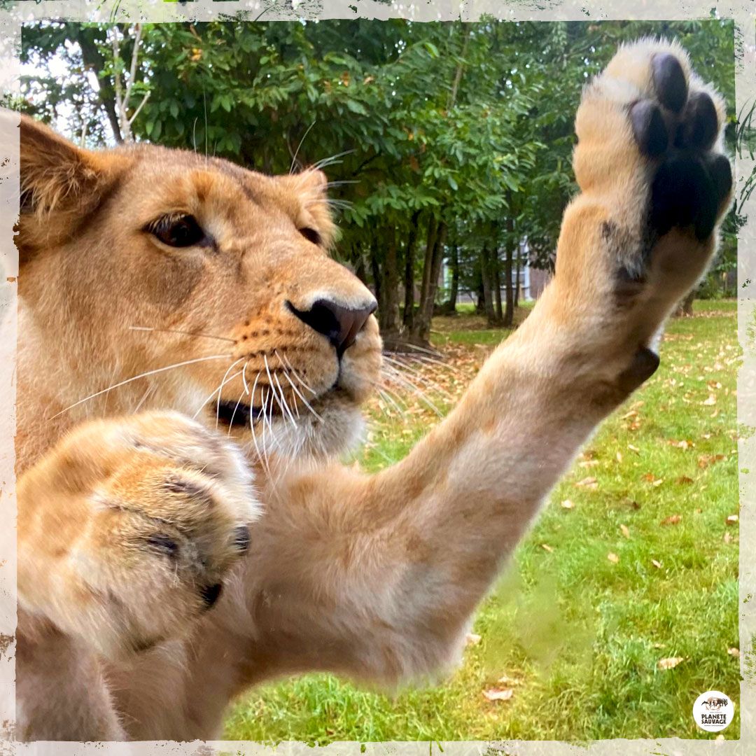 lion-planete-sauvage