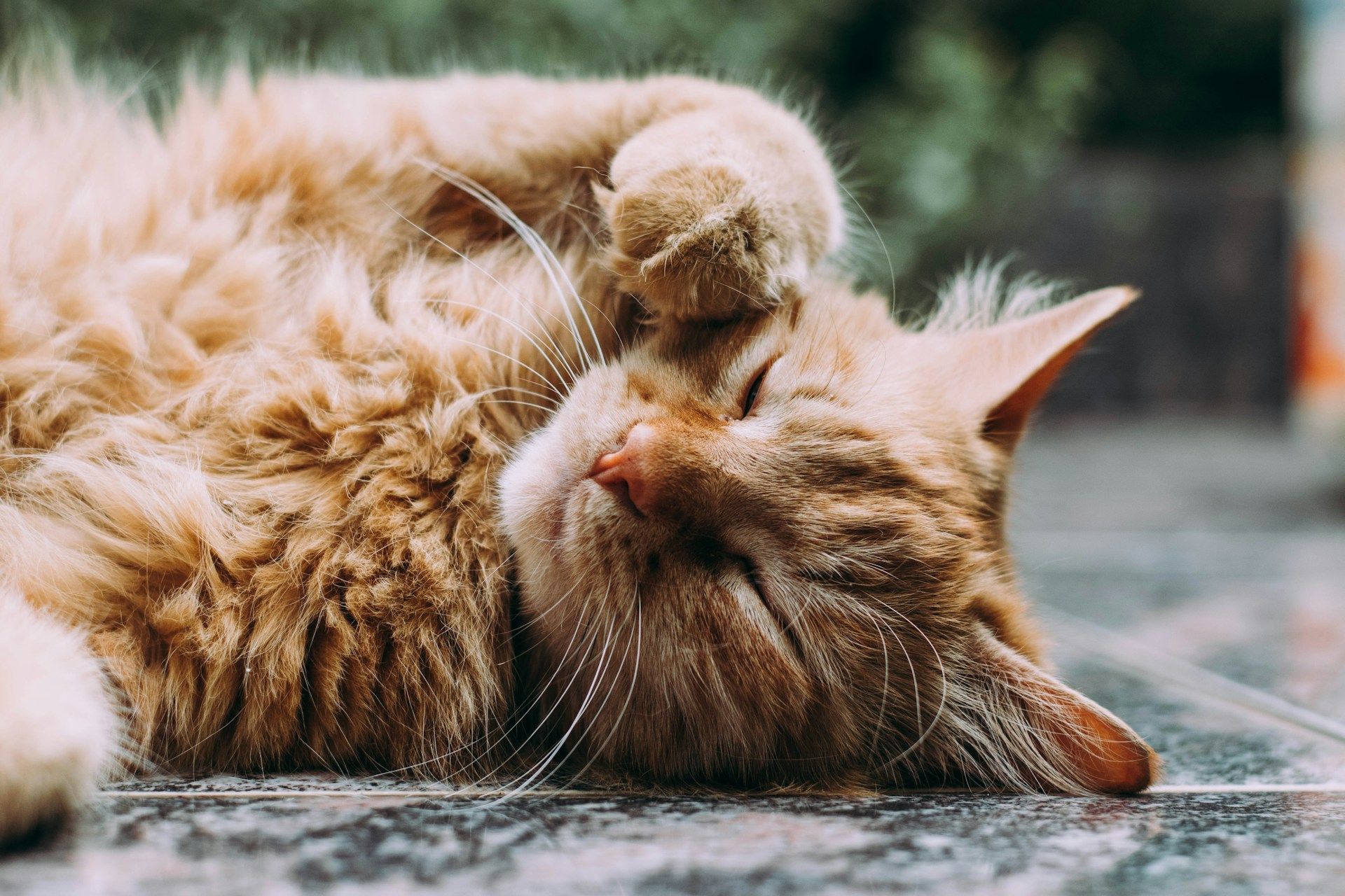 Idées reçues sur les chats