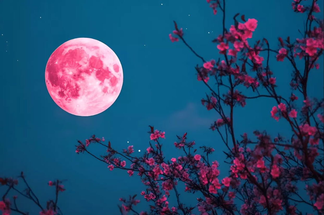 Tout vient d&rsquo;une fleur : l&rsquo;origine surprenante du nom de la lune de cette nuit