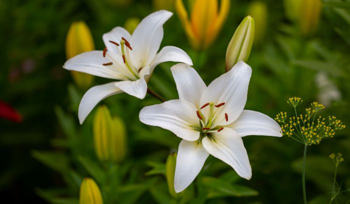 lys-blanc