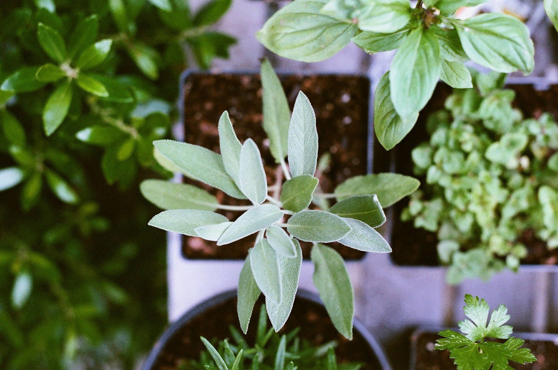 Arroser ses plantes d'intérieur : la bonne fréquence