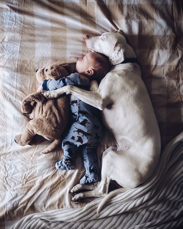 Ce bébé de 8 mois et cette chienne adorent faire la sieste ensemble... et ils sont trop mignons ! | So Busy Girls