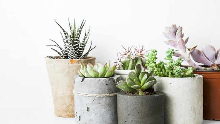 5 plantes à mettre dans votre maison pour purifier l'air intérieur | So Busy Girls