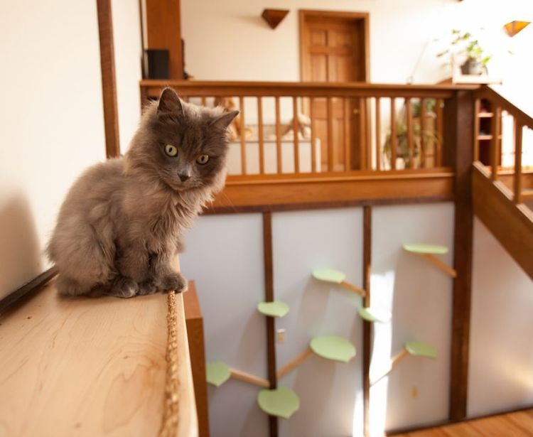 Il transforme une maison pour faire le bonheur de 7 chats | So Busy Girls