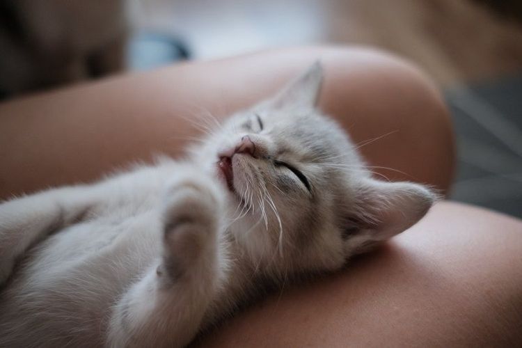 Pourquoi regarder des bébés animaux est bon pour la santé | So Busy Girls