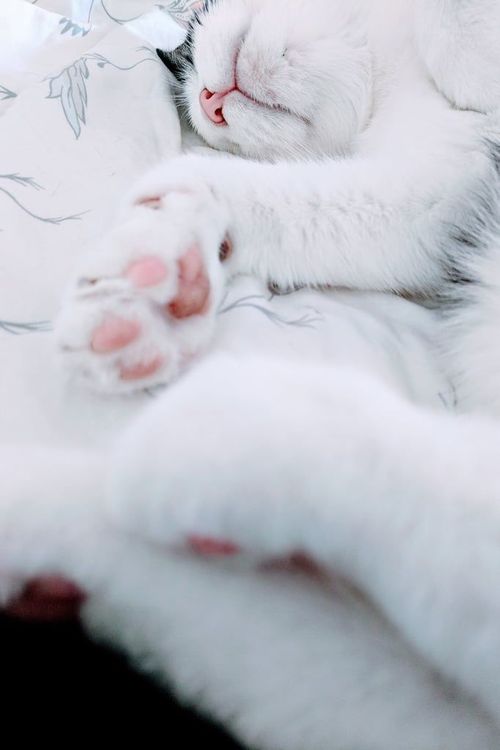 18 photos de chats tellement adorables que vous ne pourrez pas vous empêcher de sourire | So Busy Girls