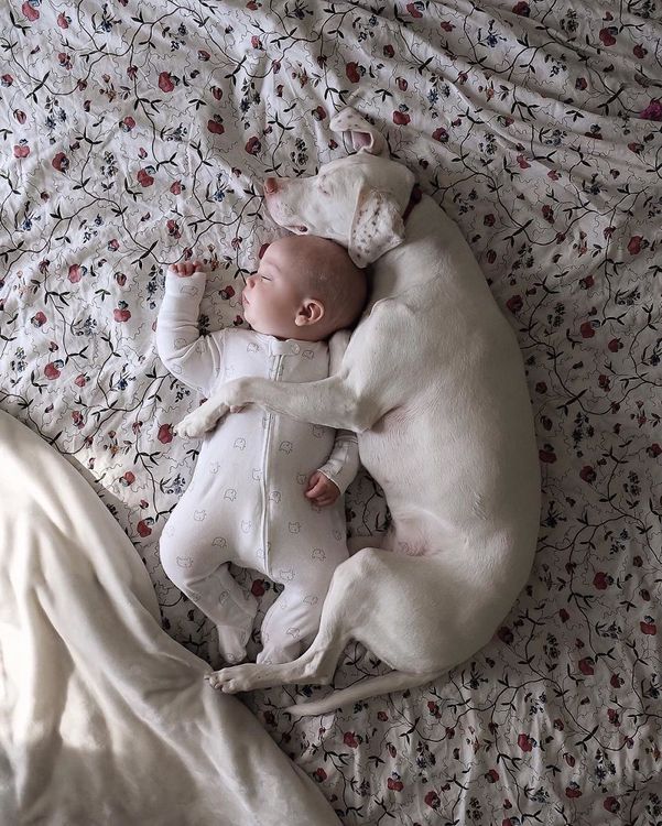 Ce bébé de 8 mois et cette chienne adorent faire la sieste ensemble... et ils sont trop mignons ! | So Busy Girls