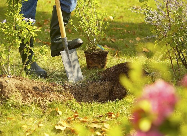 Jardin sec : pourquoi le gaura séduit ceux qui veulent des fleurs tout l’été sans arroser sans cesse | So Busy Girls
