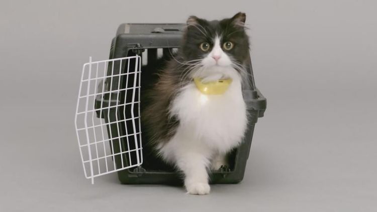 Catterbox, le collier connecté qui traduit les miaulements de votre chat en langage humain | So Busy Girls