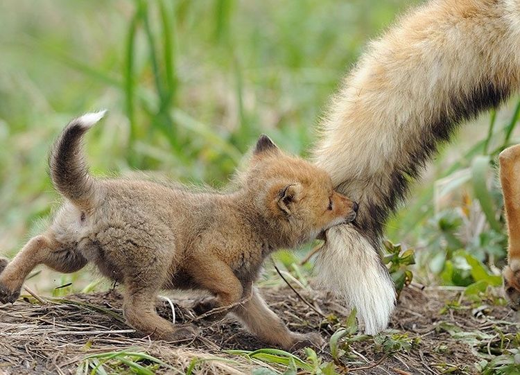 17 animaux adorables qui pourront toujours compter sur l'amour de leur mère | So Busy Girls