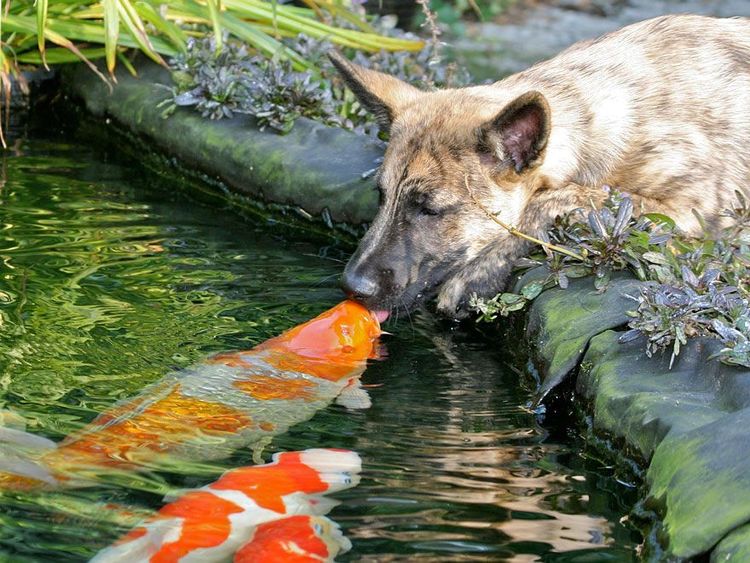 Un chien qui embrassent un poisson, carrément | So Busy Girls