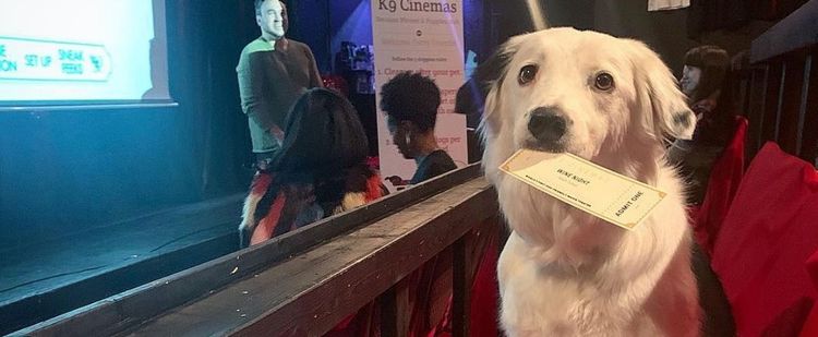 Dans ce cinéma, vous pouvez regarder un film avec votre chien et boire du vin à volonté ! | So Busy Girls