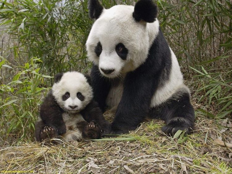 17 animaux adorables qui pourront toujours compter sur l'amour de leur mère | So Busy Girls