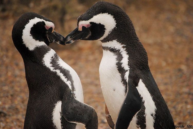 Des pingouins qui se font un bisou | So Busy Girls