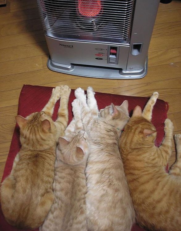 30 chats qui adorent la chaleur | So Busy Girls