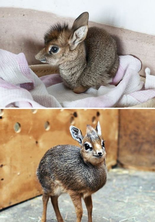 Bébé dik-dik | So Busy Girls