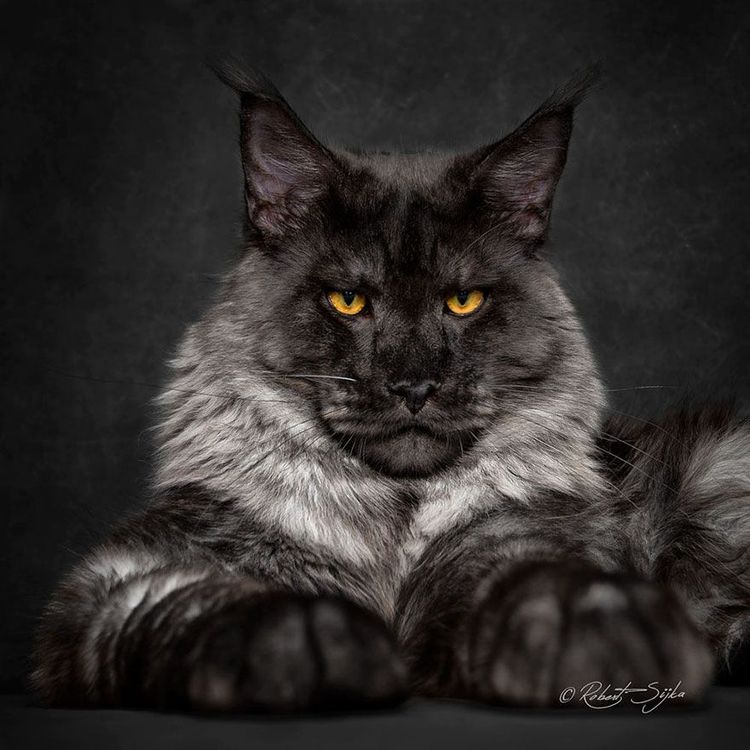 12 photos qui révèlent la beauté majestueuse des Maine Coons | So Busy Girls