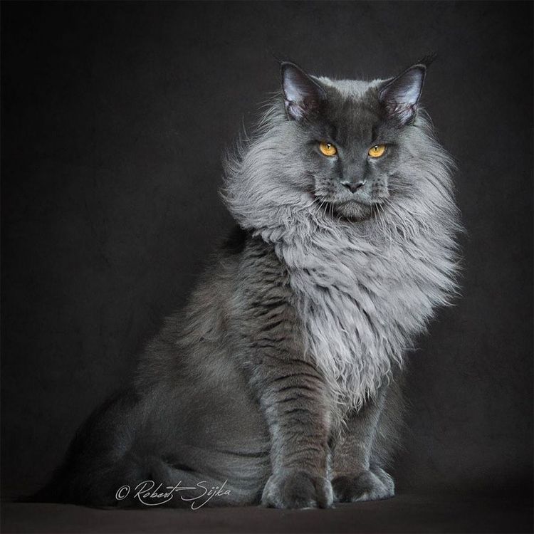 12 photos qui révèlent la beauté majestueuse des Maine Coons | So Busy Girls