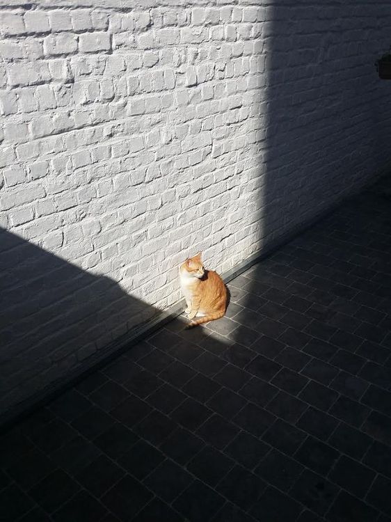 30 chats qui adorent la chaleur | So Busy Girls