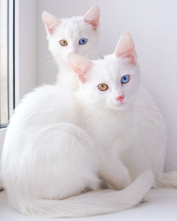 Ces 2 chats blancs aux yeux vairons ont un regard absolument magnifique | So Busy Girls