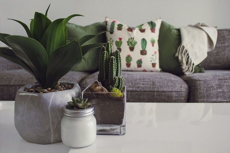 Comment avoir des plantes gratuites chez soi : 5 conseils malins | So Busy Girls