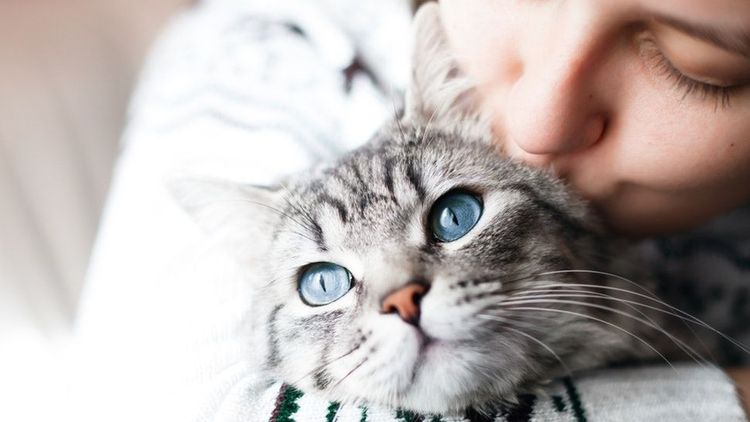 C’est prouvé : votre chat sait répondre à l’appel de son nom ! | So Busy Girls