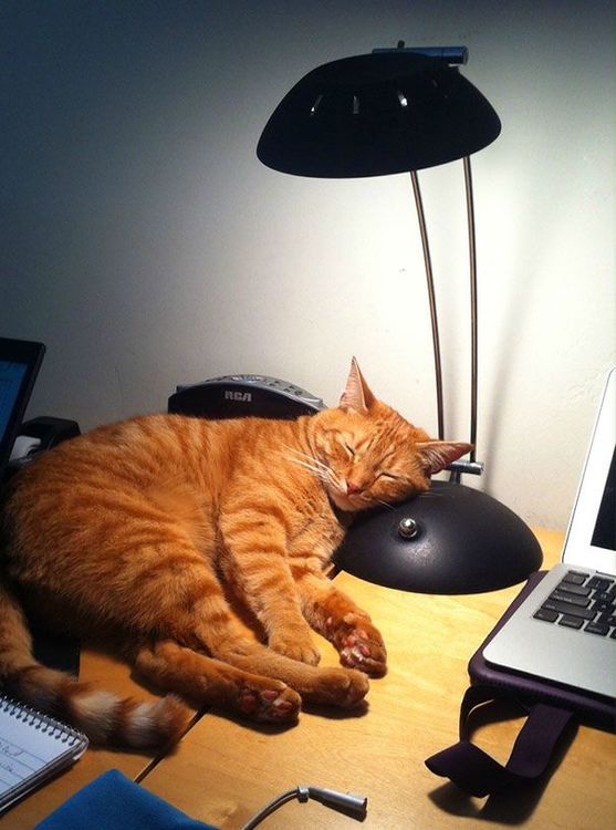 30 chats qui adorent la chaleur | So Busy Girls