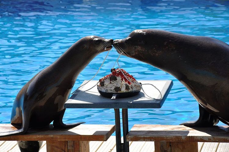 Des otaries qui s'embrassent | So Busy Girls