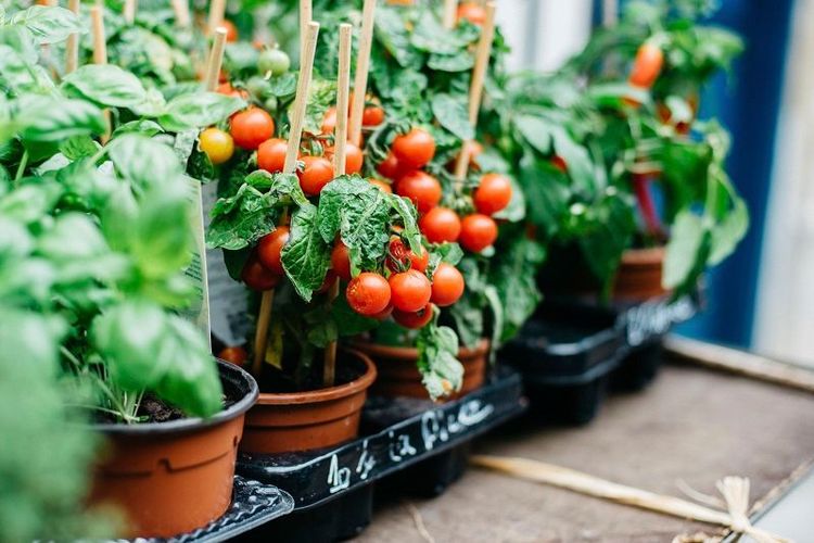 Canicules à répétition : les prix des fruits et légumes vont-ils flamber après les fortes chaleurs ? | So Busy Girls