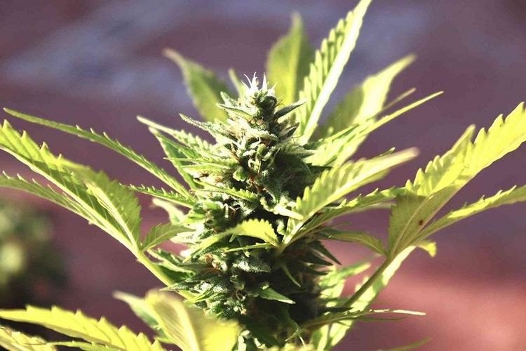Des graines et des fleurs de CBD pour une consommation saine sans THC | So Busy Girls