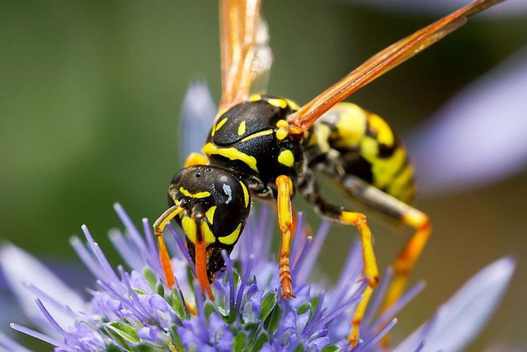 5 conseils efficaces pour éloigner les guêpes naturellement | So Busy Girls