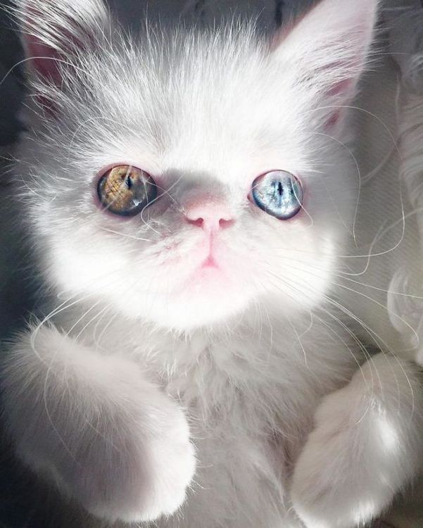 Découvrez Pam Pam, un tout petit chaton avec des yeux vairons qui vous hypnotiseront | So Busy Girls