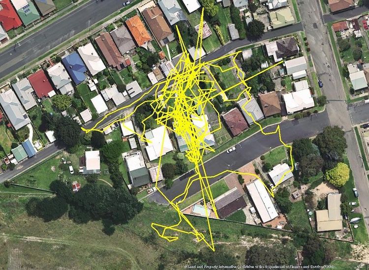 Une puce GPS révèle les aventures que votre chat vit la nuit | So Busy Girls