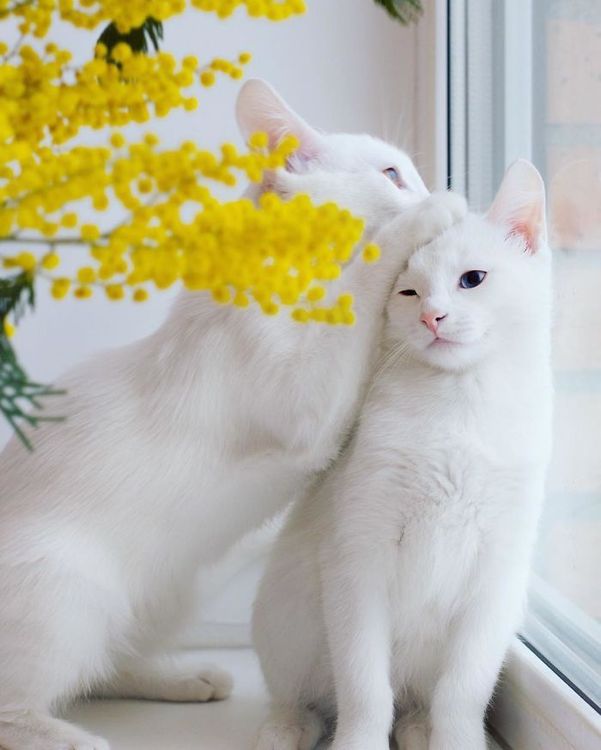 Ces 2 chats blancs aux yeux vairons ont un regard absolument magnifique | So Busy Girls