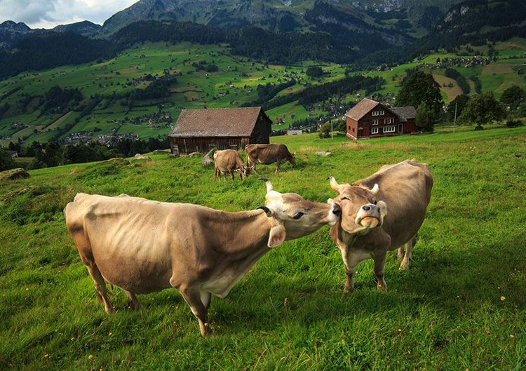 C'est l'amour vache ! | So Busy Girls
