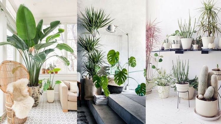 5 bienfaits insoupçonnés des plantes pour la santé | So Busy Girls