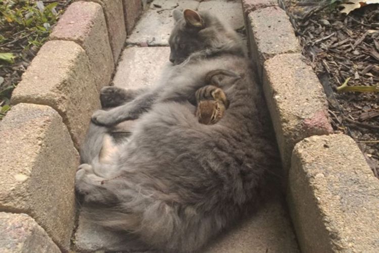 Mon chat est devenu copain avec un écureuil et depuis, ils n'arrêtent pas de se faire des câlins ! | So Busy Girls