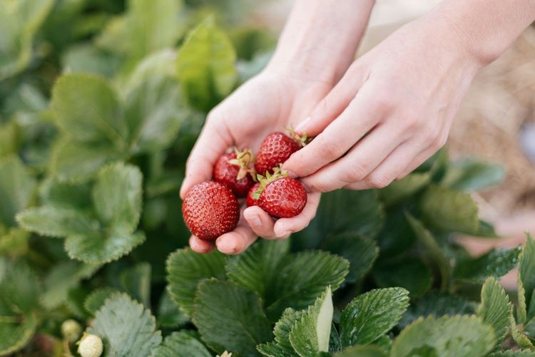 10 bonnes raisons de manger des fraises plus souvent | So Busy Girls