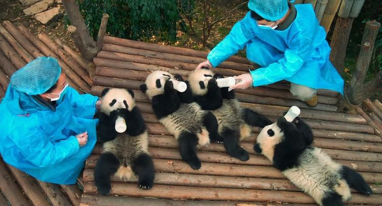Pandas, le film adorable et touchant qui va forcément vous faire fondre | So Busy Girls