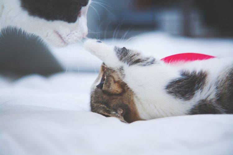 18 photos de chats tellement adorables que vous ne pourrez pas vous empêcher de sourire | So Busy Girls
