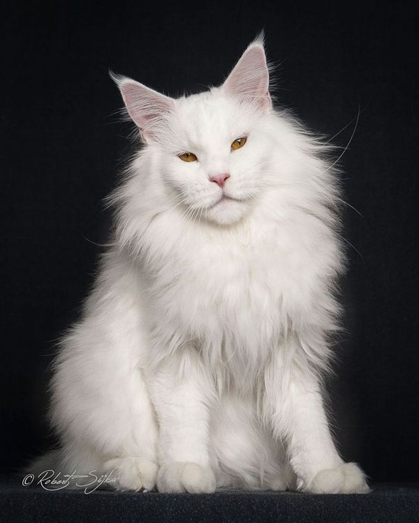 12 photos qui révèlent la beauté majestueuse des Maine Coons | So Busy Girls