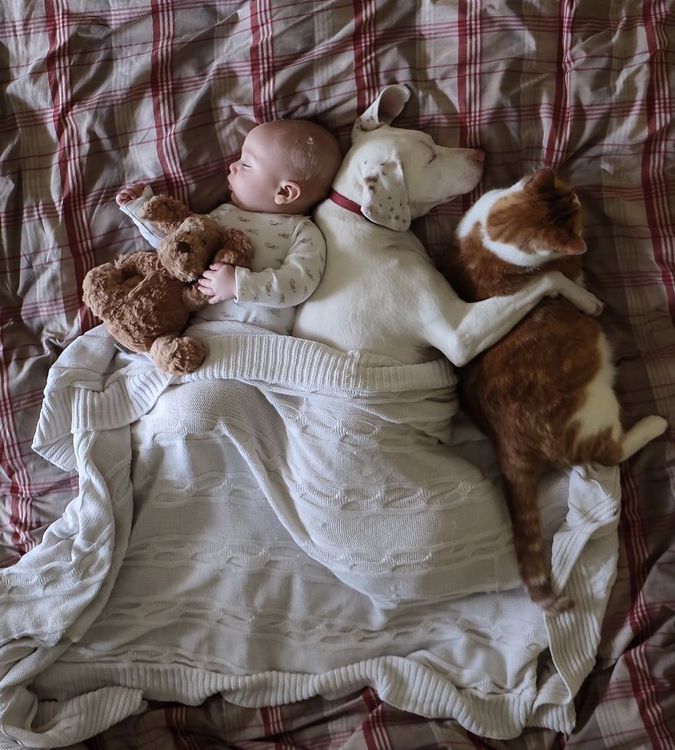 Ce bébé de 8 mois et cette chienne adorent faire la sieste ensemble... et ils sont trop mignons ! | So Busy Girls
