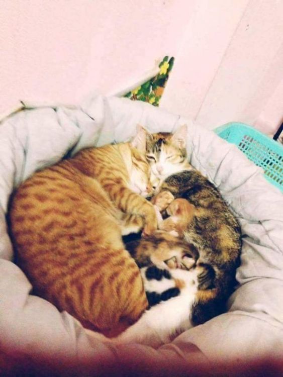 Papa chat soutient cette maman chatte qui accouche et l'inonde de câlins | So Busy Girls
