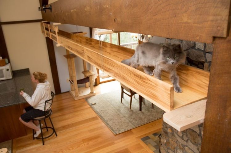 Il transforme une maison pour faire le bonheur de 7 chats | So Busy Girls