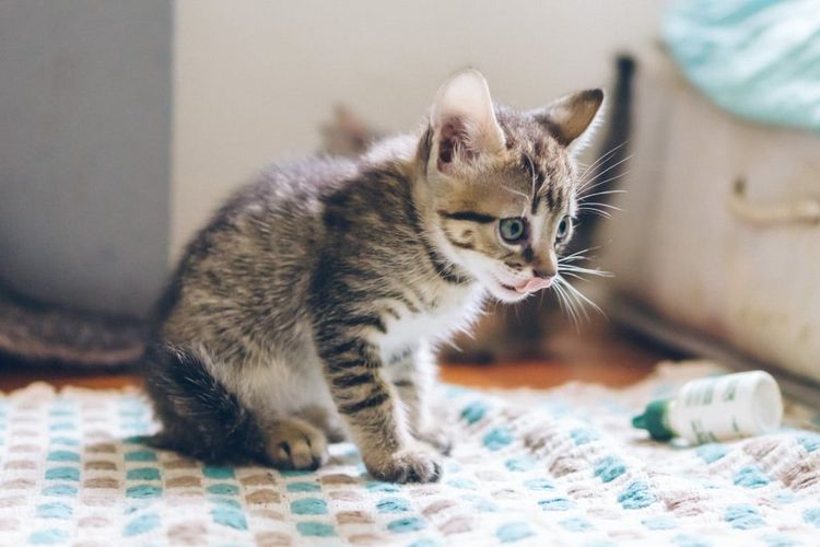 18 photos de chats tellement adorables que vous ne pourrez pas vous empêcher de sourire | So Busy Girls